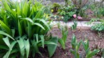 Frühlingsbeet