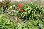 Frühlingsbeet