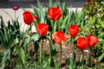 Frühlingsbeet