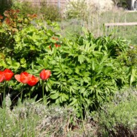 Frühlingsbeet