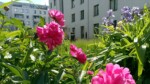 Sommerbeet