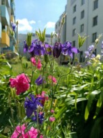 Sommerbeet