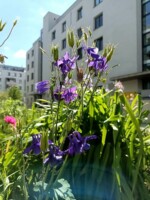 Sommerbeet