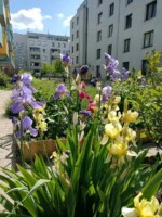 Sommerbeet