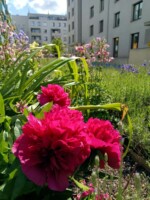 Sommerbeet